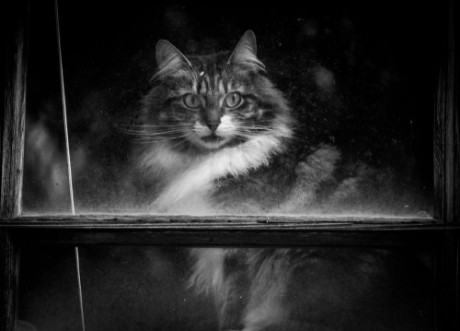 Image de Cat looking through window Black and White