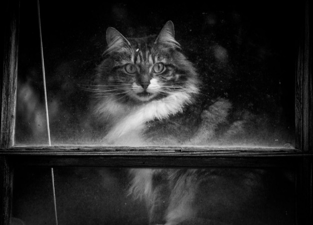 Picture of Cat looking through window Black and White