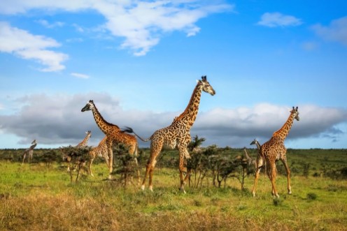 Afbeeldingen van A herd of giraffes in the African savannah  Serengeti National Park  Tanzania