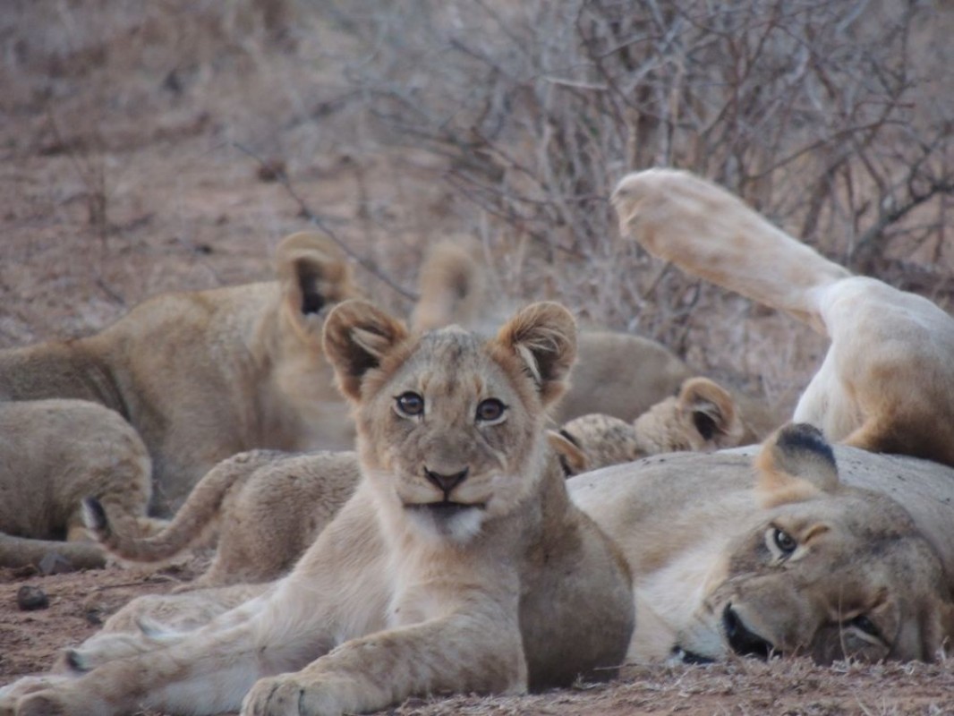 Afbeeldingen van Cub and lioness