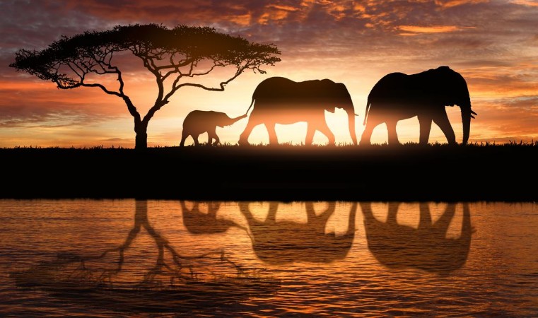 Afbeeldingen van Family of elephants