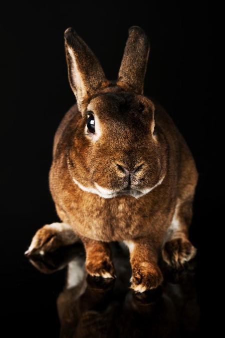 Bild på Kaninchen
