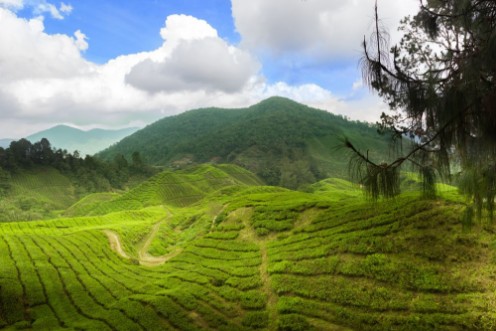 Picture of Tea plants cameron highlands leasts