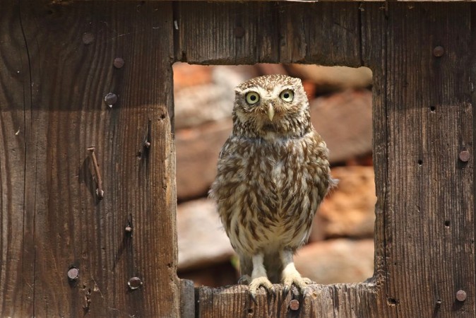 Picture of Little owl at the window