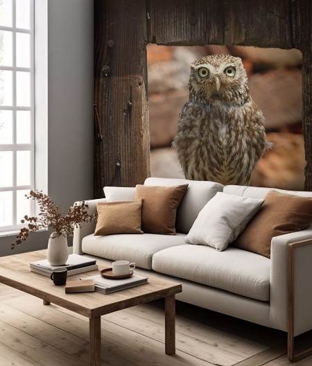 Afbeeldingen van Little owl at the window