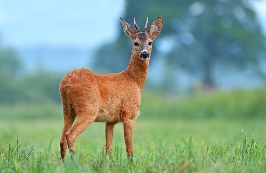 Bild på Wild roe deer in a field