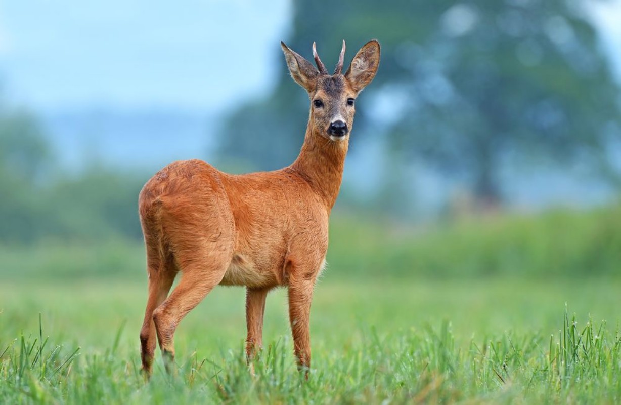 Afbeeldingen van Wild roe deer in a field
