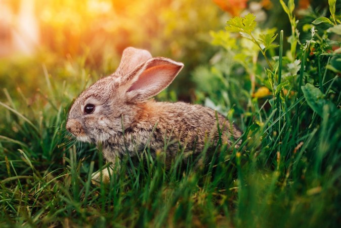 Afbeeldingen van Little rabbit on the grass farm of pets Sunset