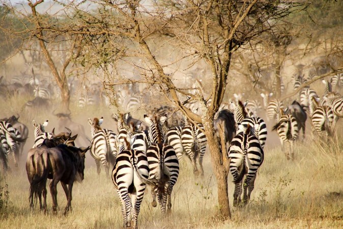 Afbeeldingen van Zebras and wildebeest during the big migration Serengeti National Park Tanzania