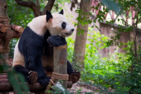 Image de Giant panda sitting on wood and looking far ahead