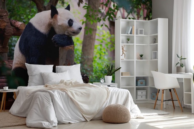 Picture of Giant panda sitting on wood and looking far ahead