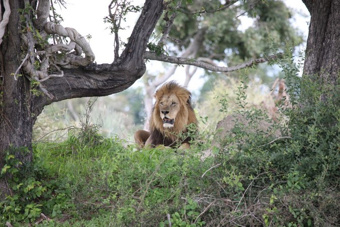 Bild på Lion wild dangerous mammal africa savannah Kenya