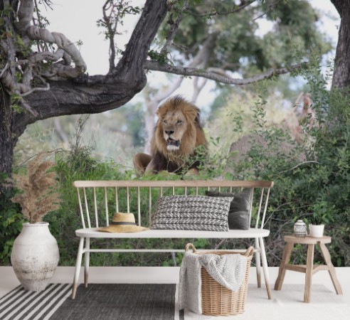 Picture of Lion wild dangerous mammal africa savannah Kenya