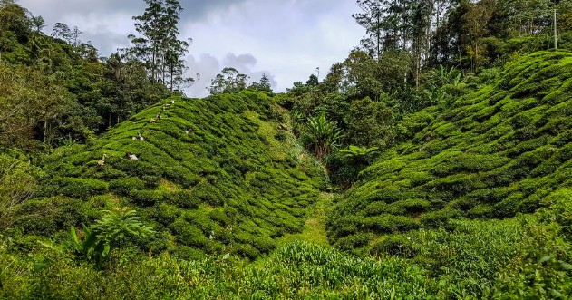 Bild på Tea Plantation overlooking layered hills in Malaysia Far East