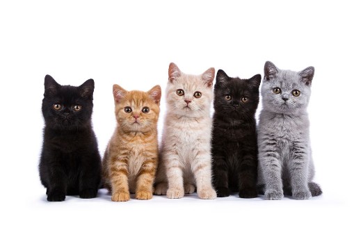 Image de Row of five British Shorthair cats  kittens sitting isolated on white background