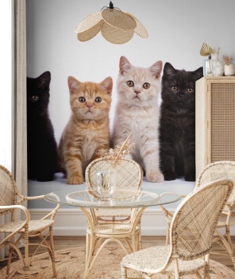 Afbeeldingen van Row of five British Shorthair cats  kittens sitting isolated on white background