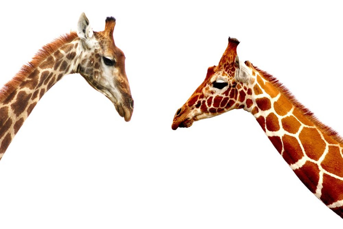 Picture of Giraffe heads isolated on white background