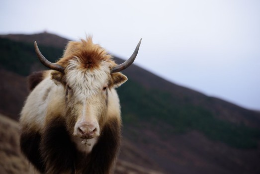 Picture of Yak in the valley