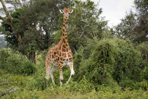 Afbeeldingen van Giraffe among the trees in Lake Nakuru National Park