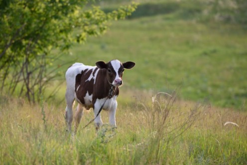 Afbeeldingen van Young calf stands in the field and looks at the camera