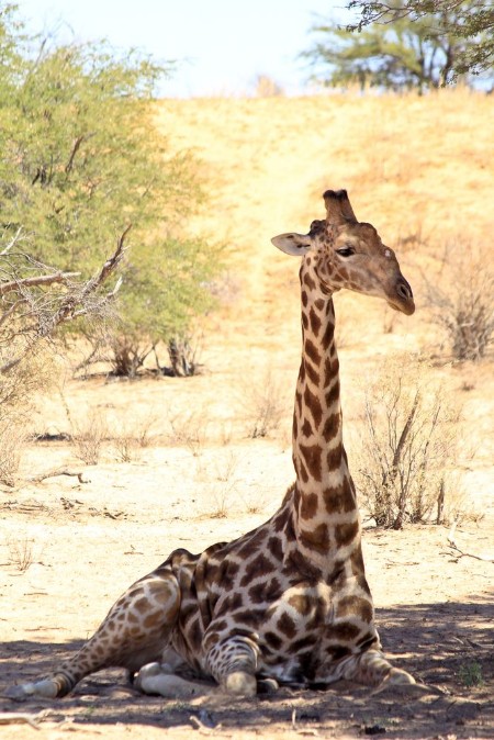Afbeeldingen van A giraffe sitting in the shade