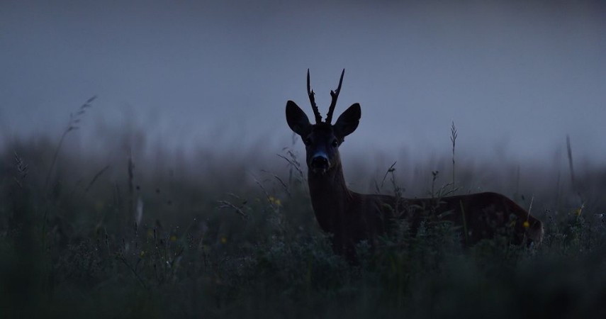 Afbeeldingen van Roe deer at night Roebuck at night Animal in the mist