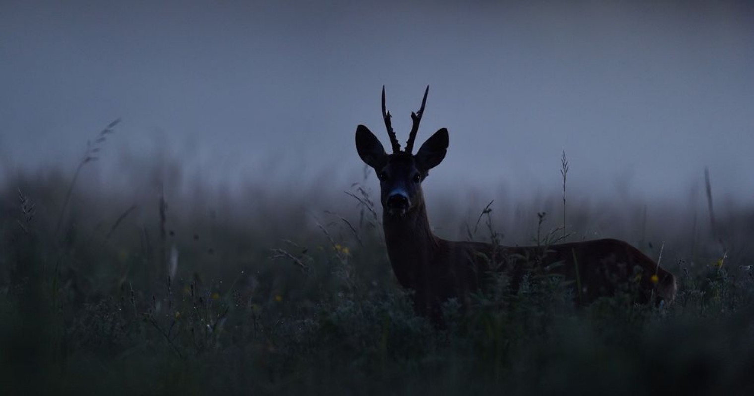 Afbeeldingen van Roe deer at night Roebuck at night Animal in the mist
