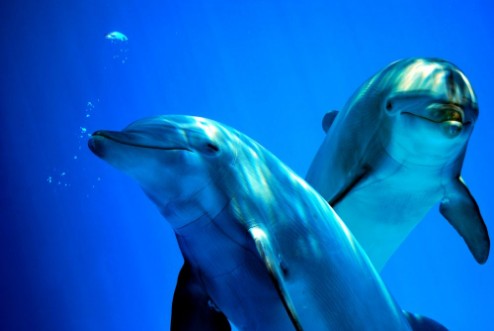 Bild på Delfini curiosi