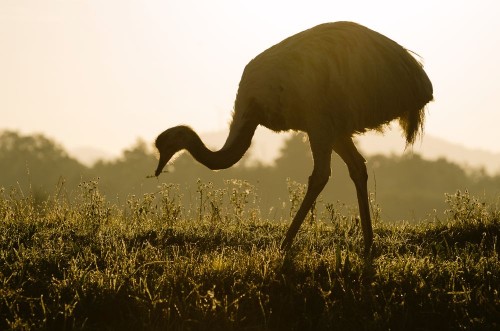 Bild på Emu