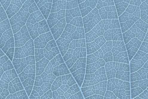 Picture of Leaf texture pattern for spring background environment and ecology concept design Color effect