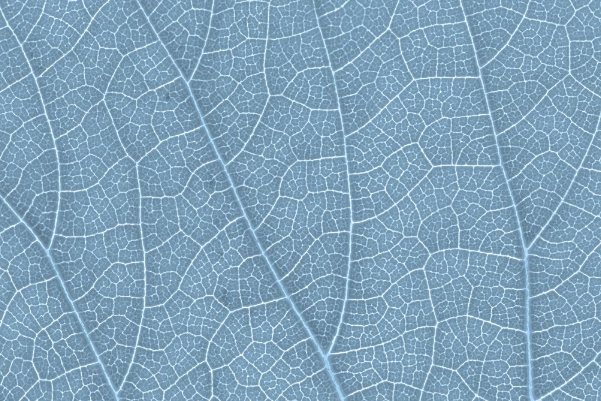 Picture of Leaf texture pattern for spring background environment and ecology concept design Color effect