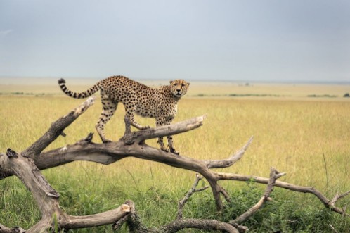 Afbeeldingen van Cheetah on a branch in Masai Mara Park in savanna