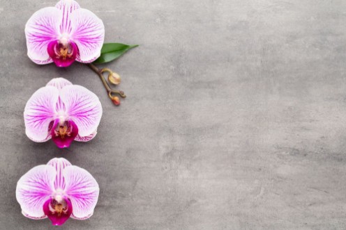 Afbeeldingen van Spa orchid theme objects on grey background