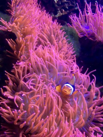 Afbeeldingen van Clownfisch schaut aus Koralle