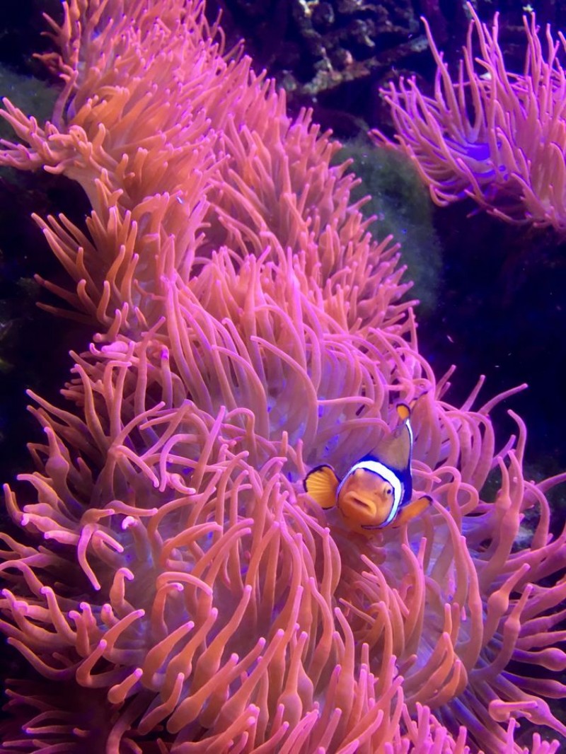Afbeeldingen van Clownfisch schaut aus Koralle