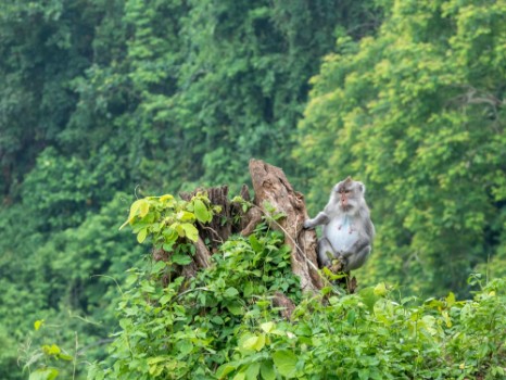 Bild på Monkey in Lombok Indonesia