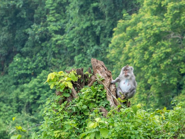 Picture of Monkey in Lombok Indonesia