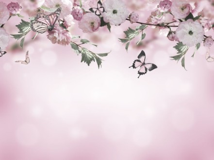 Flowers background with amazing spring sakura with butterflies Flowers of cherries photowallpaper Scandiwall