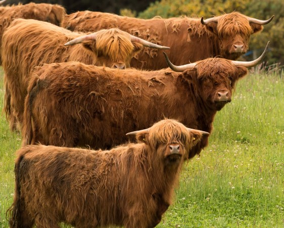 Image de Group of Highland Longhorn Cattle in Triangular Pose
