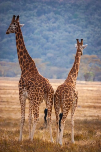 Afbeeldingen van Two giraffes Kenya Africa