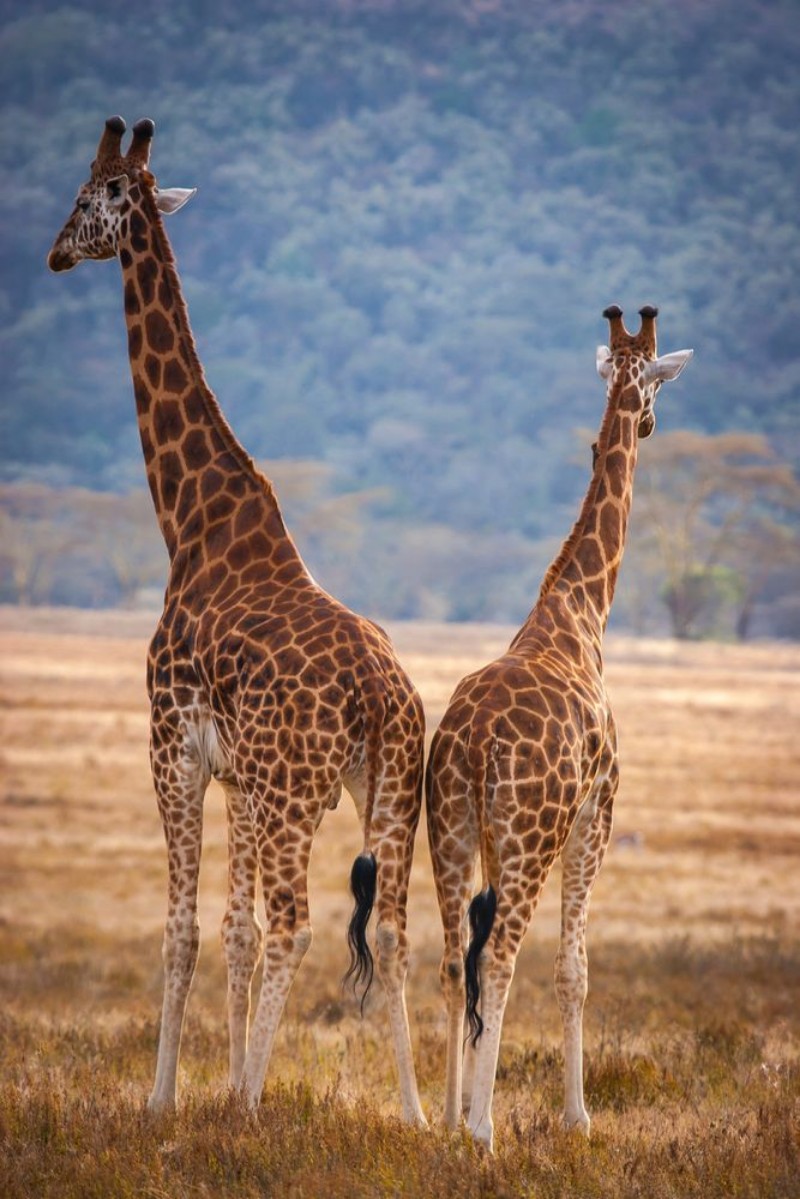 Bild på Two giraffes Kenya Africa