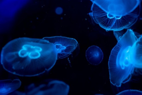 Afbeeldingen van Moon jelly fish in aquarium