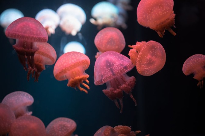 Afbeeldingen van Small jellyfishes swimming in aquarium