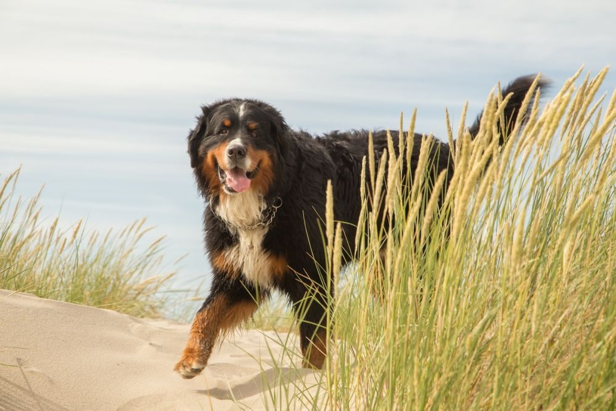 Afbeeldingen van Bernese mountain dog in the grass on sand dunes
