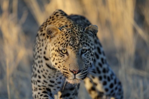 Picture of Leopard auf der Lauer Namibia