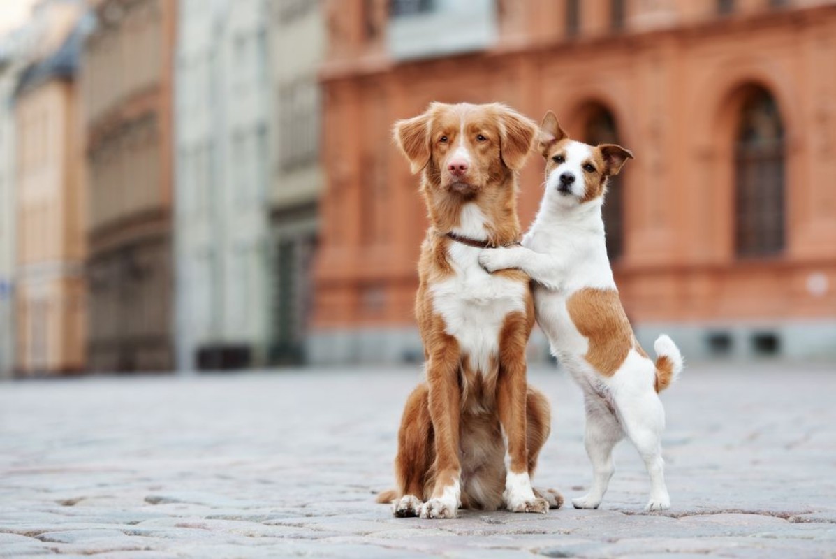 Afbeeldingen van Two adorable dogs posing on the street