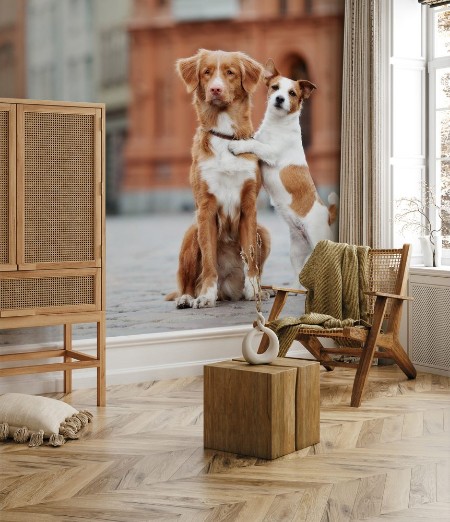 Picture of Two adorable dogs posing on the street