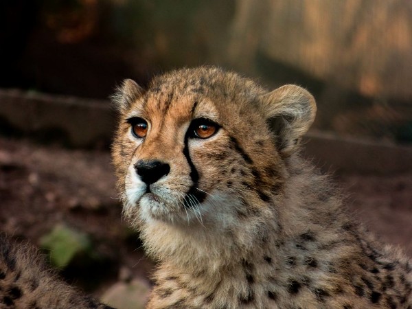 Bild på Gepard