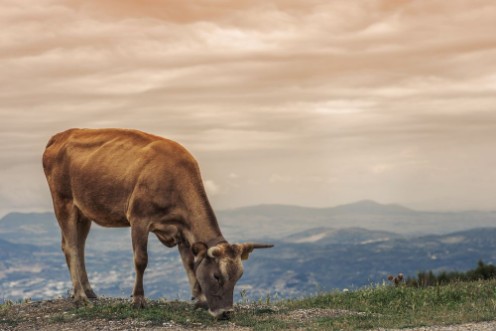 Bild på Cows graze on a meadow of mountain at sunset of Greece Cow on the mountain opposite the Greek city of Volos
