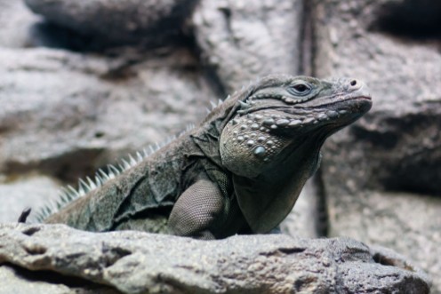 Bild på Iguana looking